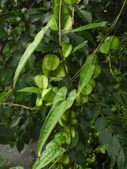 Dioscorea collettii