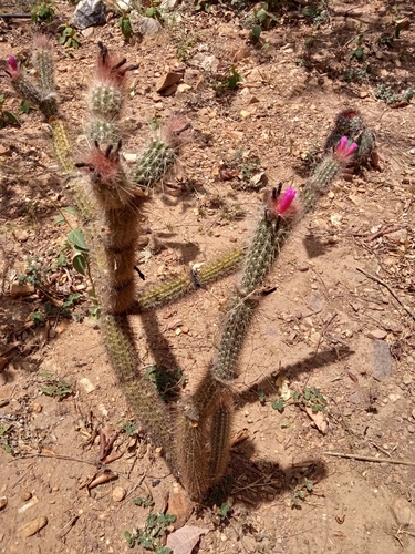 Arrojadoa rhodantha, photograph 4