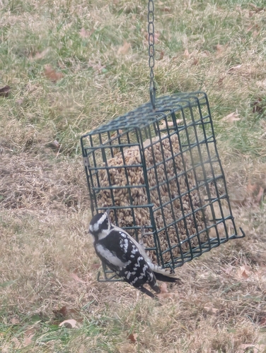 Downy Woodpecker