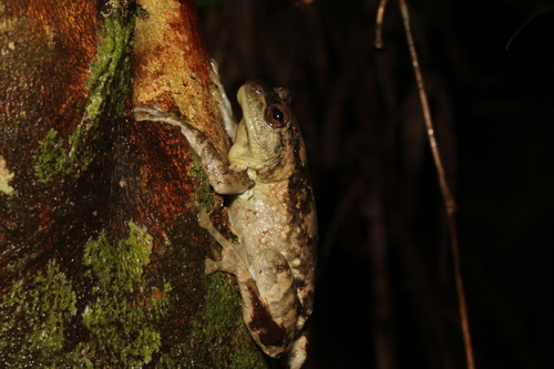 Boulenger's Giant Treefrog, Platypelis grandis