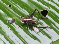 Eneoptera surinamensis