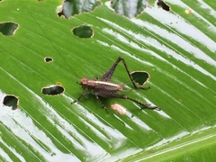 Eneoptera surinamensis