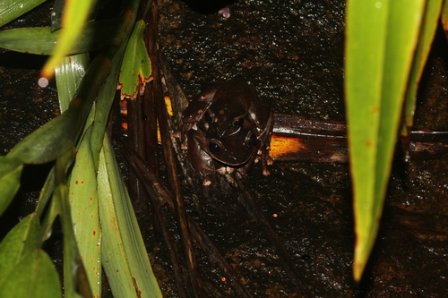Boophis roseipalmatus