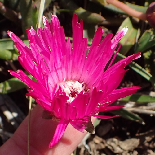 Variable Starfig (Cephalophyllum diversiphyllum)