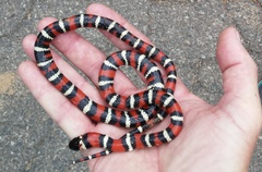 Lampropeltis multifasciata