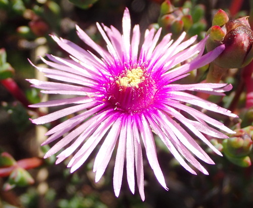 Abundant Brightfig (Lampranthus emarginatoides)