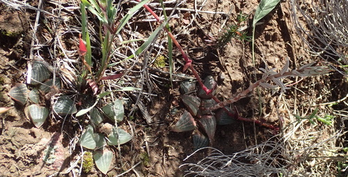 Haworthia pygmaea