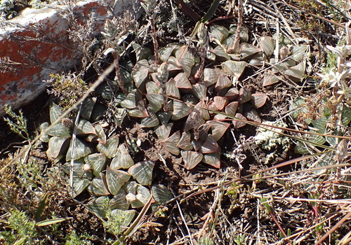 Haworthia pygmaea