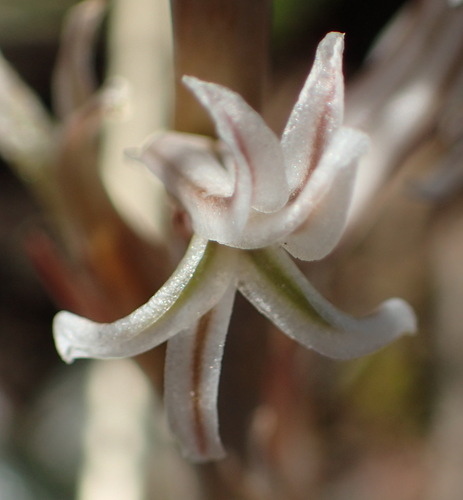 Haworthia pygmaea