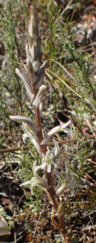Haworthia pygmaea