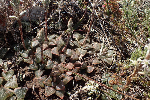 Haworthia pygmaea