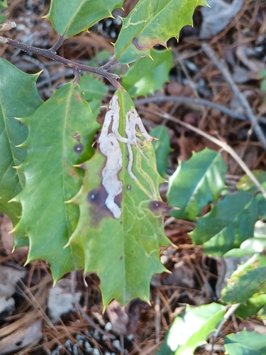 Unknown species found near Biltmore Lake, NC 28715, USA