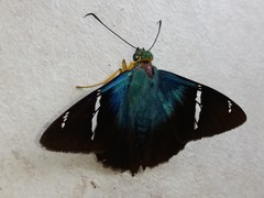 Lepidoptera