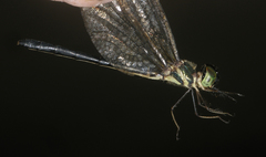 Idionyx thailandicus