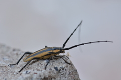 Sphaenothecus trilineatus