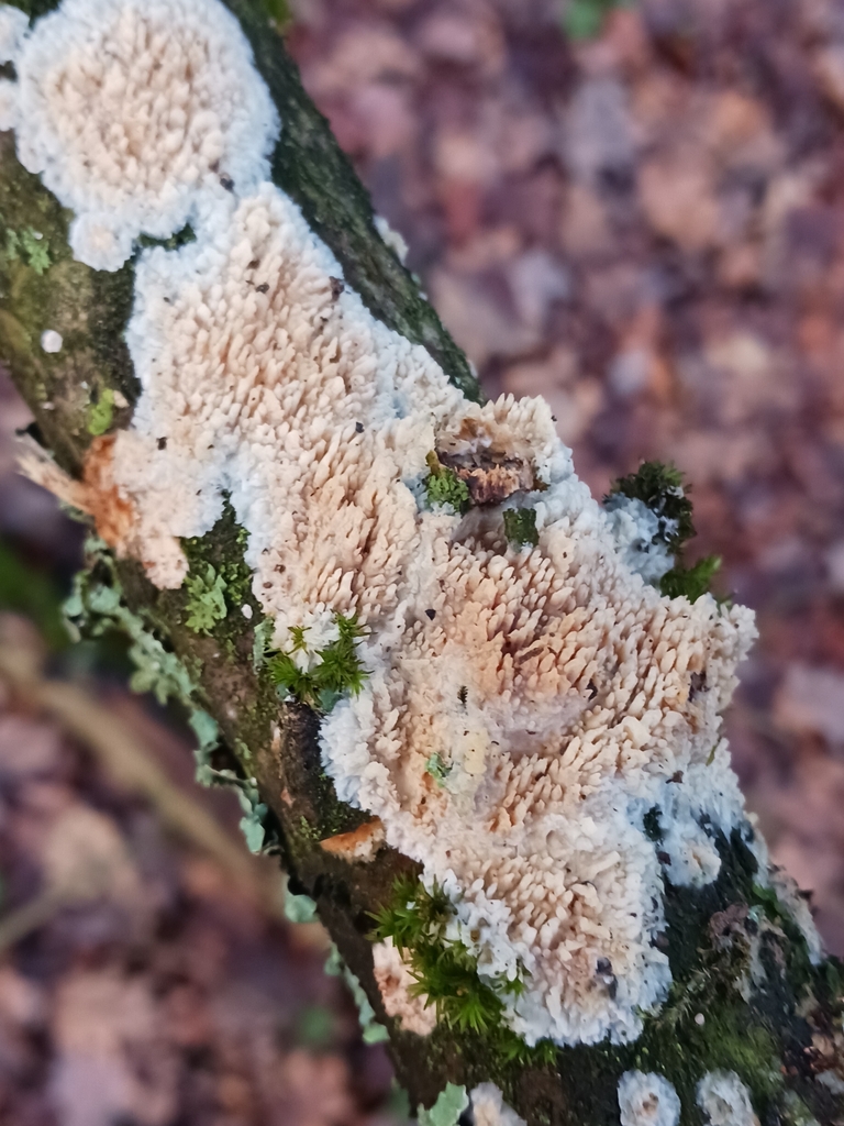 Radulomyces molaris · December 2025 · photo: © mangoblatt (iNaturalist, cc0)