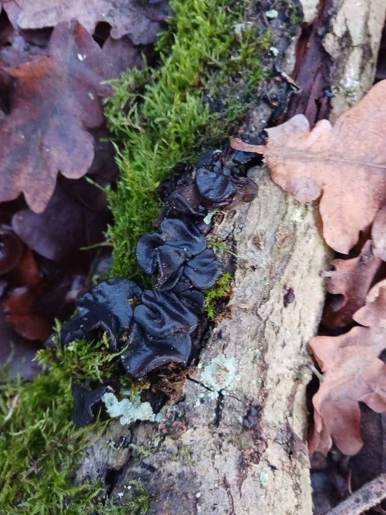 Exidia truncata · December 2025 · photo: © mangoblatt (iNaturalist, cc0)