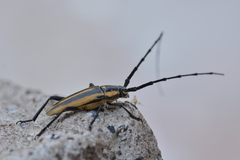 Sphaenothecus trilineatus