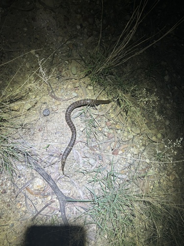 De Vis' Banded Snake sighting