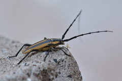 Sphaenothecus trilineatus