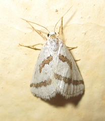Conchylia lapsicolumna