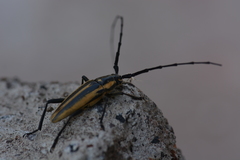 Sphaenothecus trilineatus