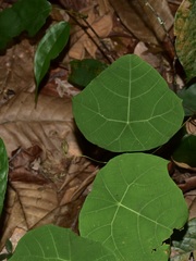 Macaranga griffithiana