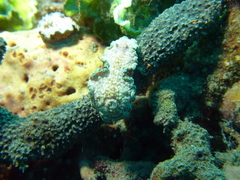 Glossodoris cincta