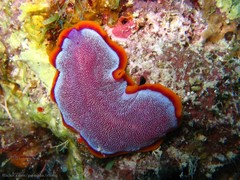 Pseudoceros ferrugineus