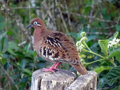 Galapagos Dove photo 2