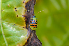 Diabrotica limitata