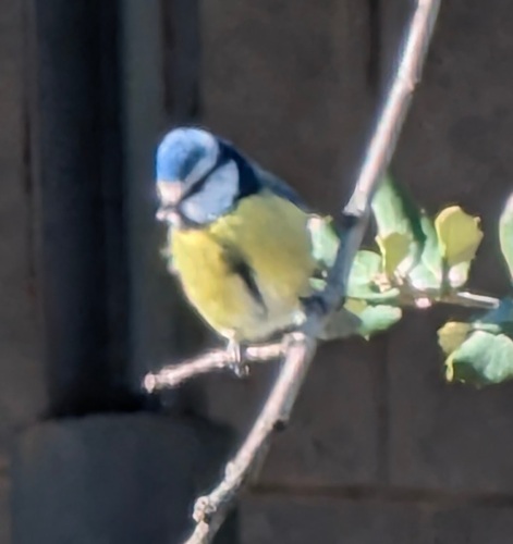 Avistamiento Cyanistes caeruleus