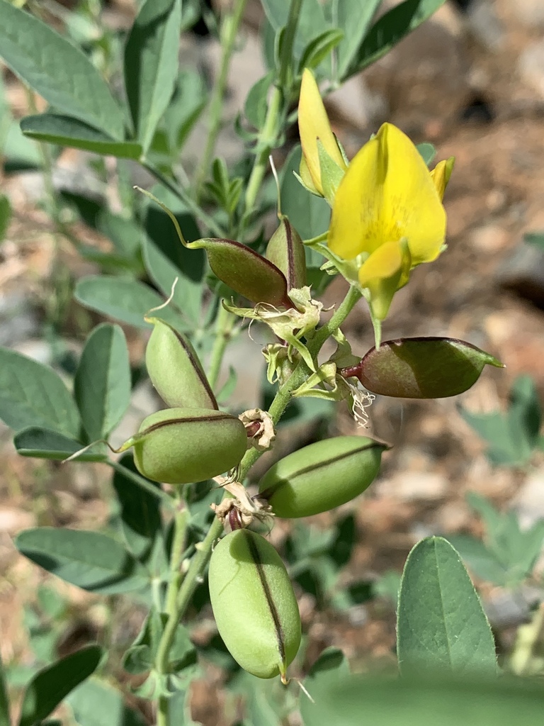 Sc Rattlepod Damara Rattlepod (Crotalaria damarensis) - Botanical Realm