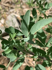 Crotalaria damarensis