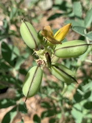 Crotalaria damarensis