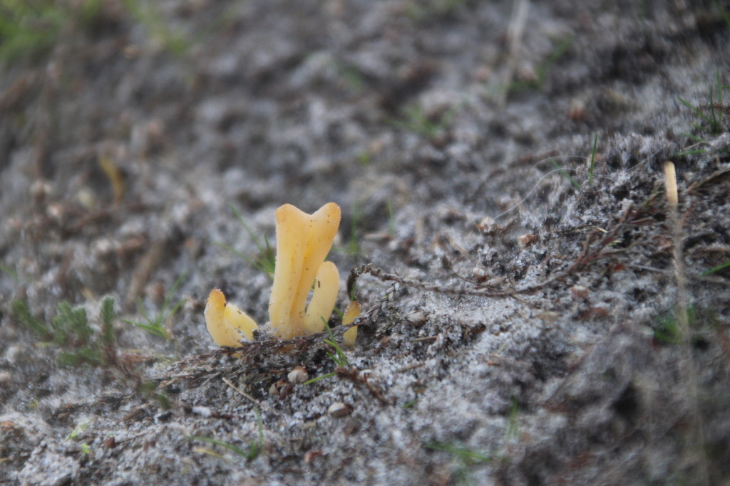 Clavaria argillacea · December 2025 · photo: © erwinsieben (iNaturalist, cc0)