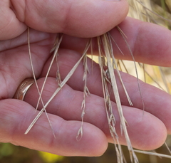 Poa billardierei
