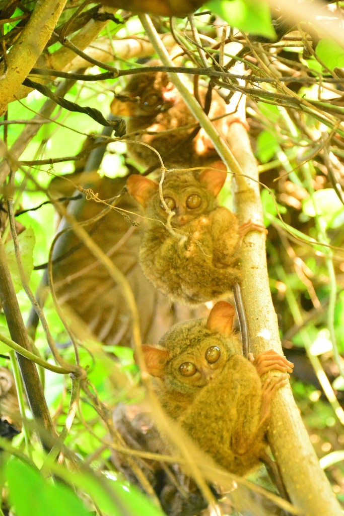 Lariang Tarsier