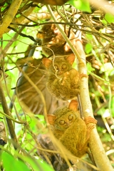 Lariang Tarsier photo 1