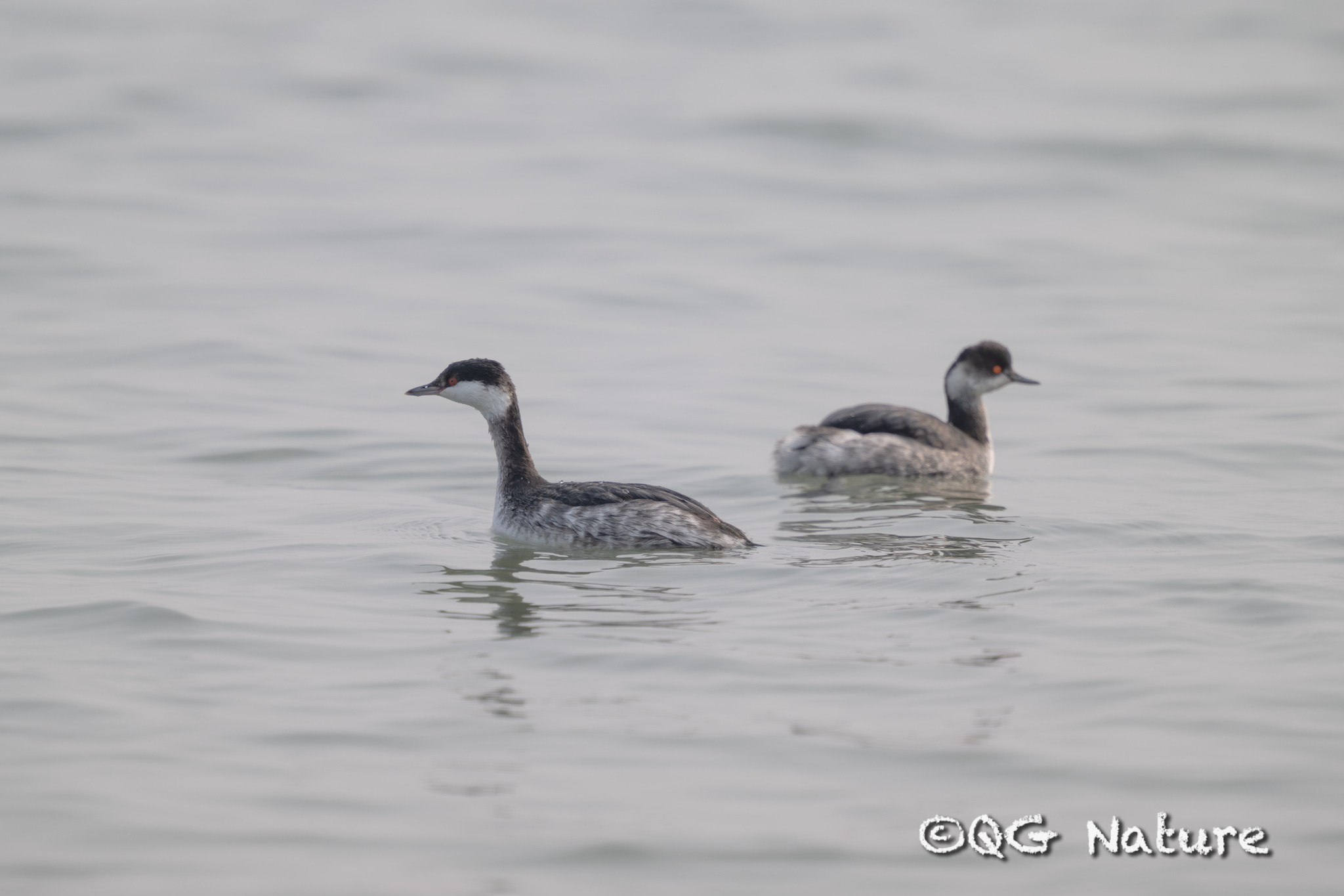 Horned Grebe