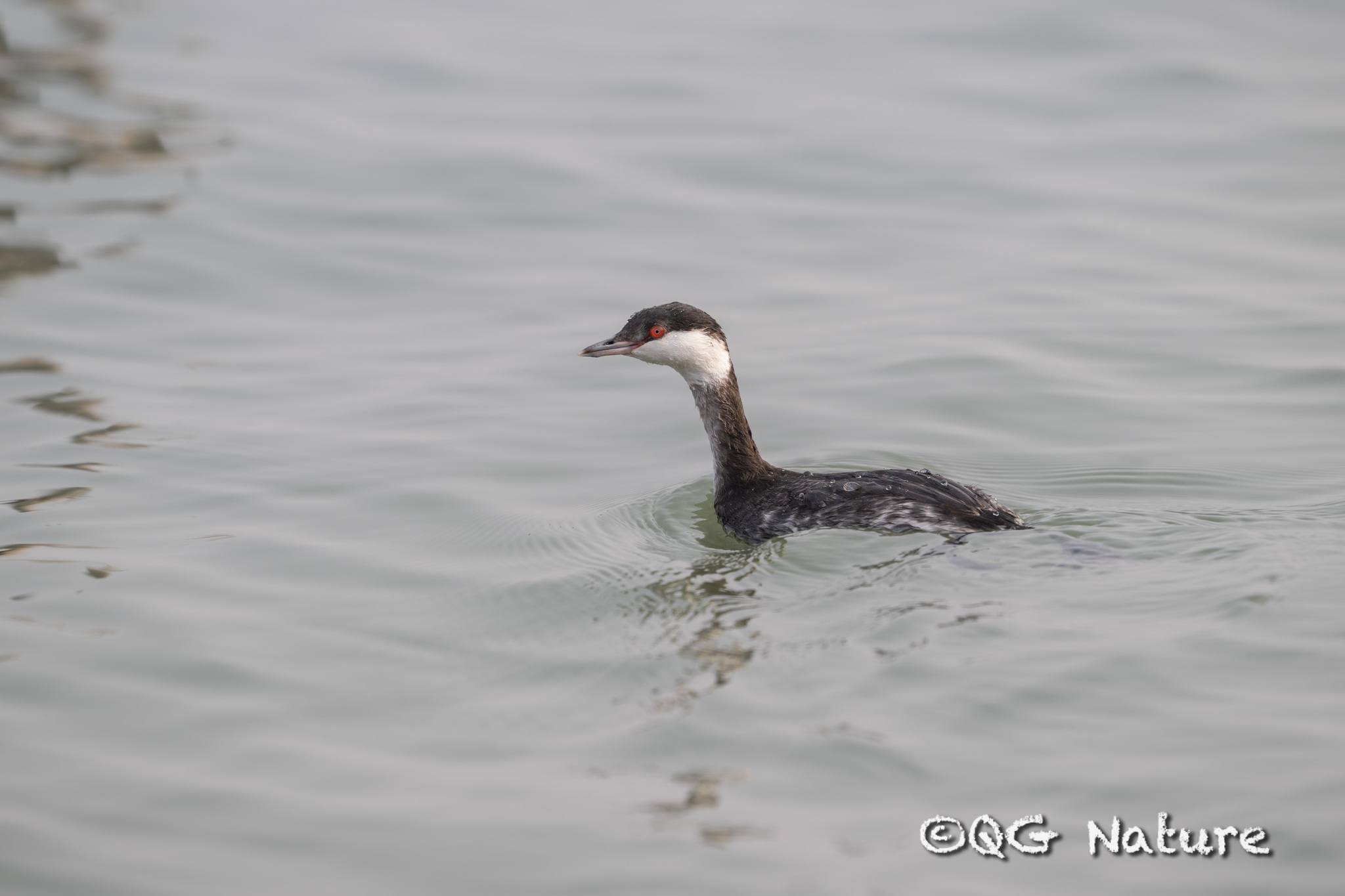Horned Grebe
