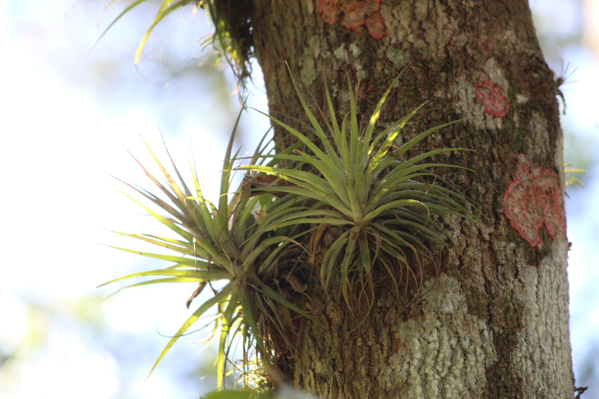 Tillandsia stricta