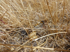 Lycaena phlaeas phlaeoides