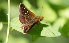 Butleria