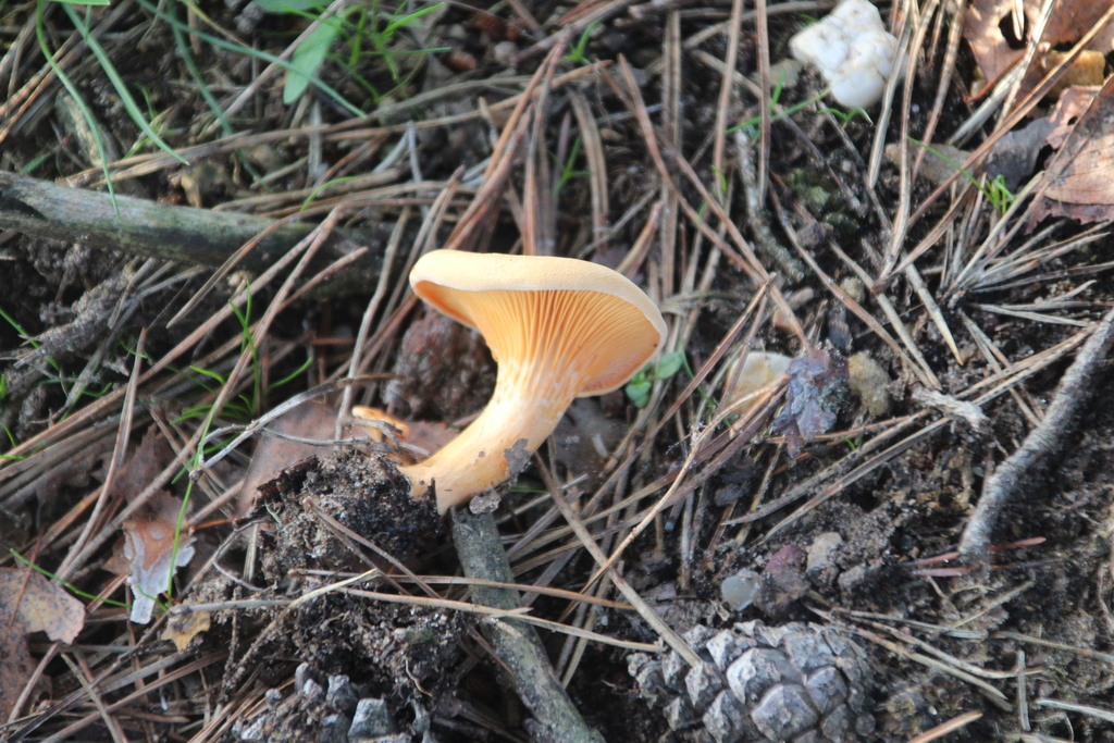 Hygrophoropsis aurantiaca · December 2025 · photo: © erwinsieben (iNaturalist, cc0)