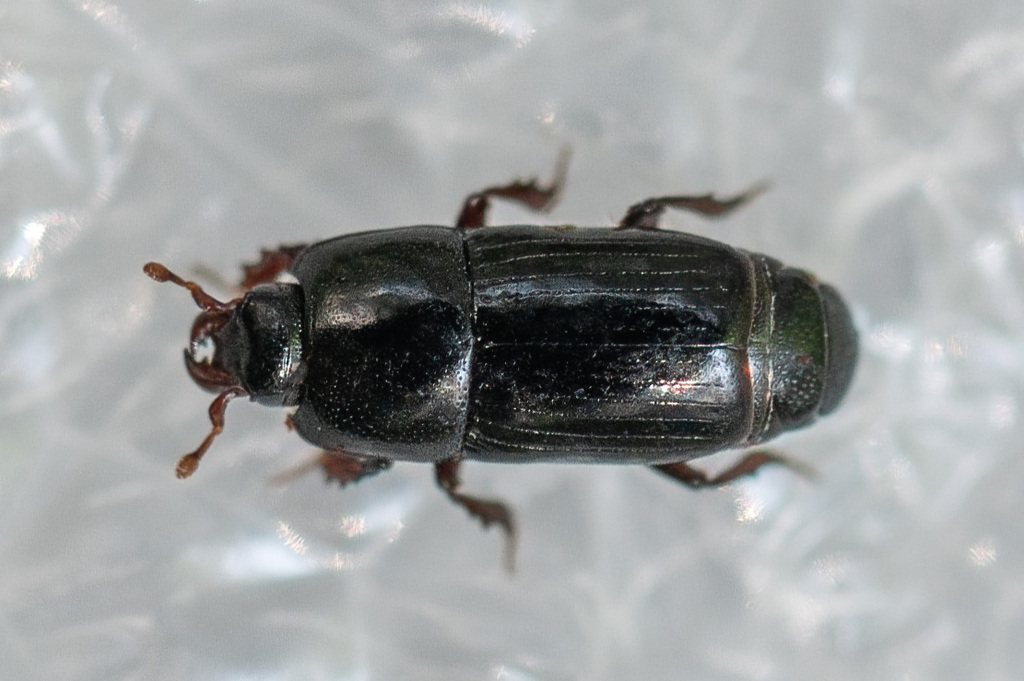 Platysoma lineare