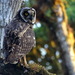 Galápagos Short-eared Owl - Photo (c) Mica Fraire, some rights reserved (CC BY-NC), uploaded by Mica Fraire