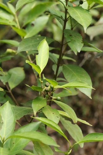 Aidia canthioides (Aidia canthioides)