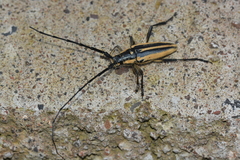 Sphaenothecus trilineatus