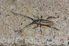 Sphaenothecus trilineatus